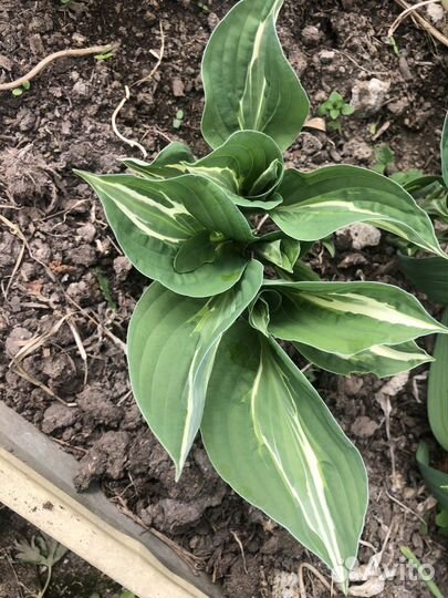 Хоста снейк айз