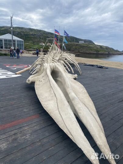 Трансфер Териберка,Саамская деревня, Умба,Кировск