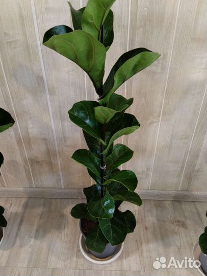 Фикус лирата бамбино 19/100