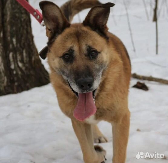 Собачка хочет Чаппи