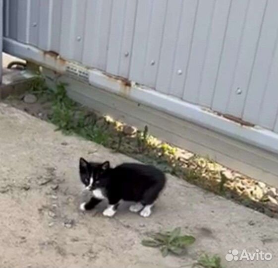 Котята в добрые руки бесплатно