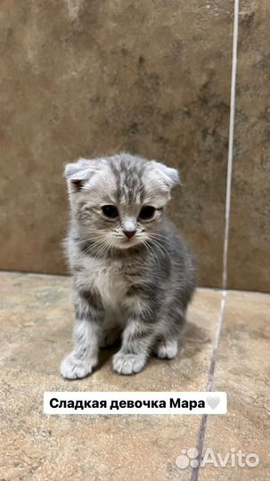 Кошка в дар бесплатно