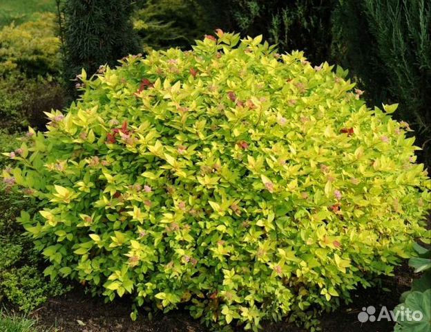 Спирея Голд маунт