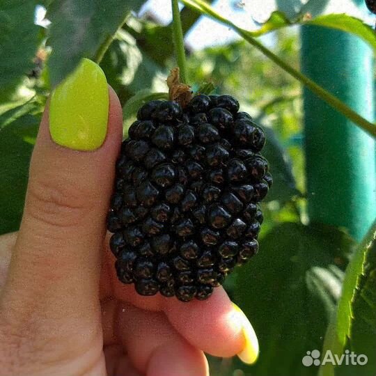 Ежевика саженцы