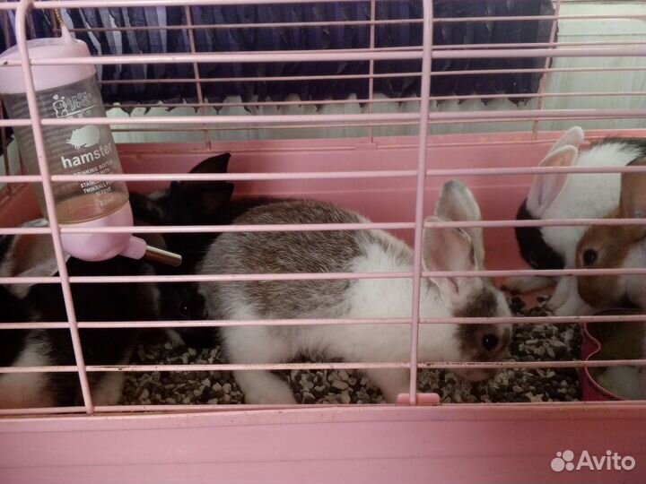 Декоративные кролики