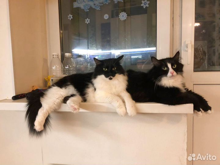 Кот в добрые руки бесплатно