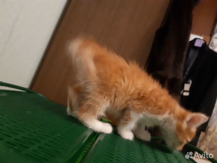 Котята в добрые руки мальчики