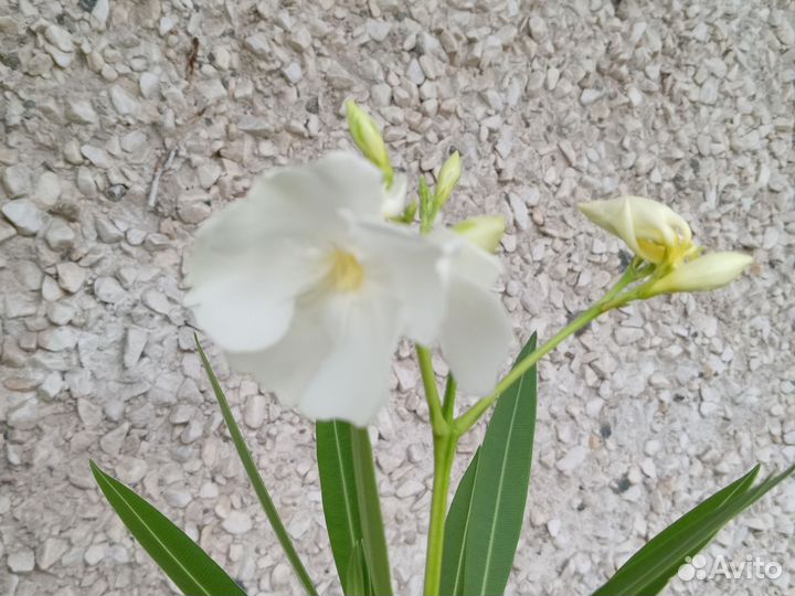 Олеандр цветущий