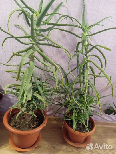 Цветок алоэ