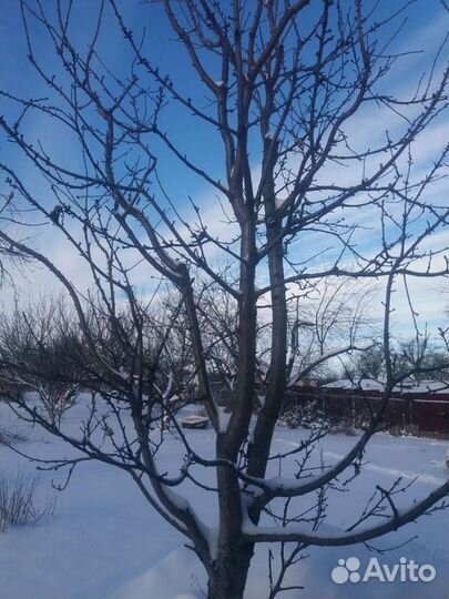 Черенки для прививки