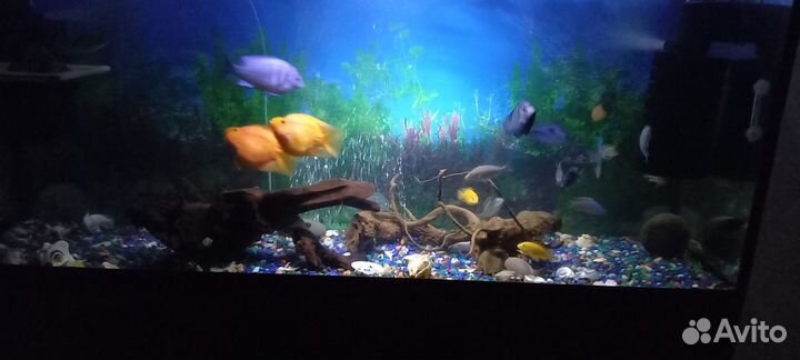 Аквариумные рыбки