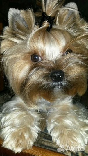 Вязка,Йорк,стандарт