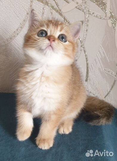 Золотая шиншилла