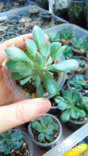 Суккуленты эхеверии