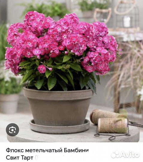 Флоксы низкорослые