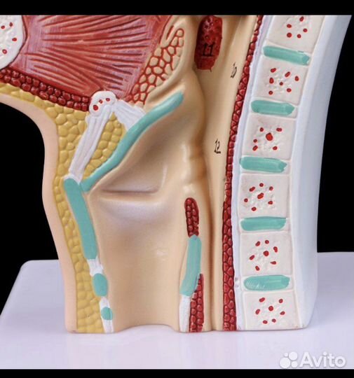 Анатомическая модель, строение носоглодки