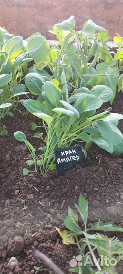 Рассада ранней капусты и для хранения