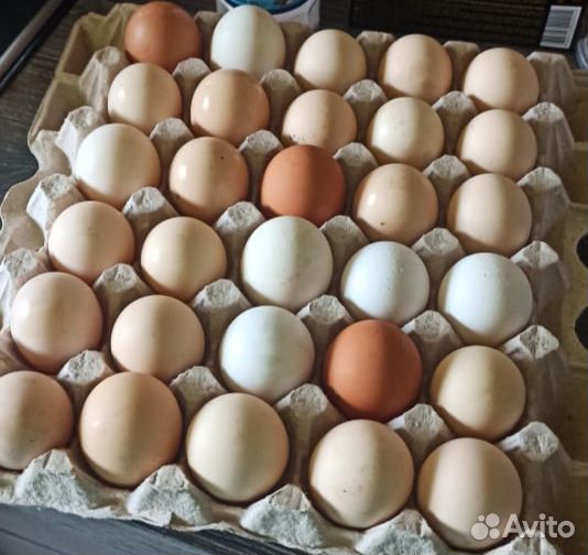 Домашние куриные яйца