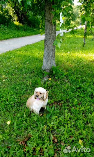 Ищем даму сердца