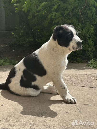 Продажа щенков алабая