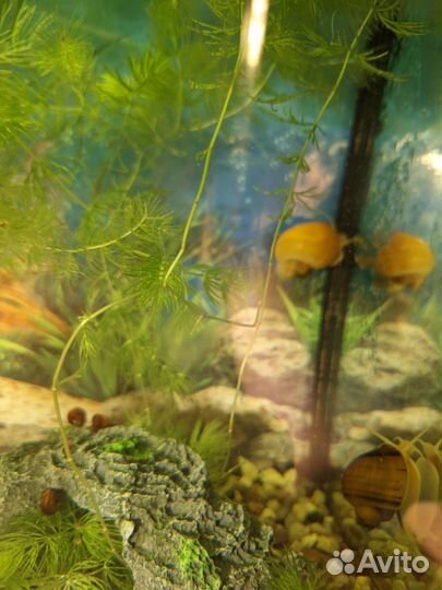 Улитки ампулярии