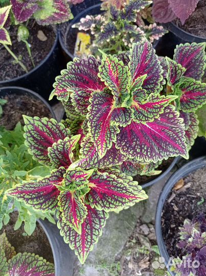 Колеусы сортовые