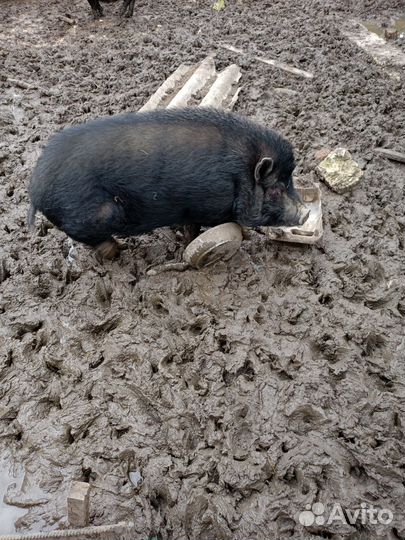 Вьетнамский вислобрюхий хряк