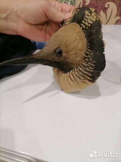 Чучело птицы