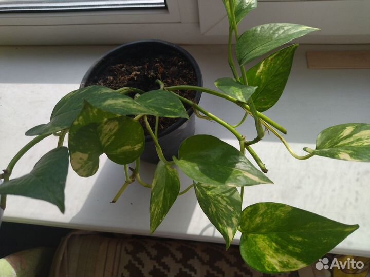 Цветы для вашего интерьера