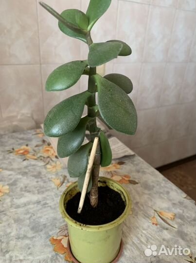 Толстянка(денежное дерево)