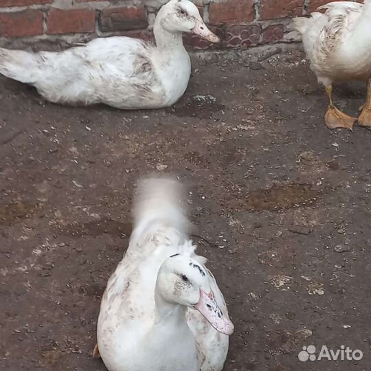 Утята, гусята, муларды