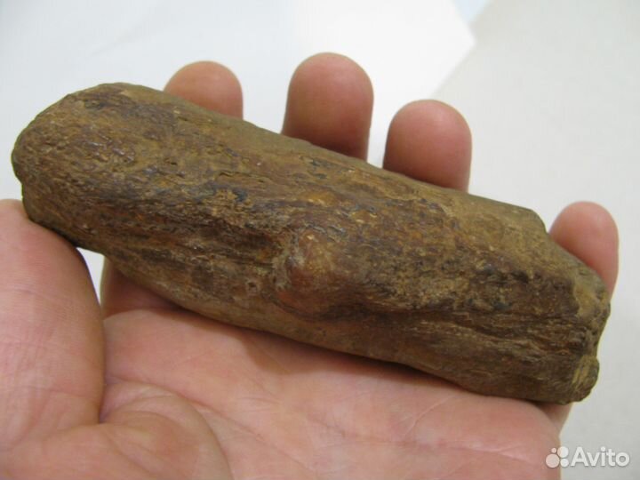 Окаменелое дерево (в коллекцию)