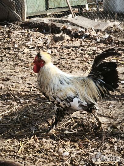 Молодые петухи