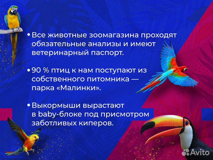 Хомяк Сирийский обычный