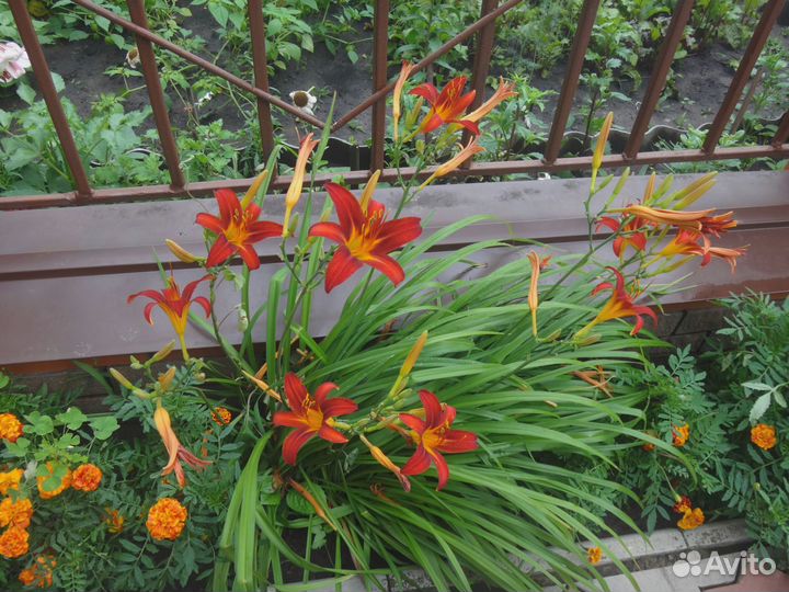 Лилейник многолетние садовые цветы