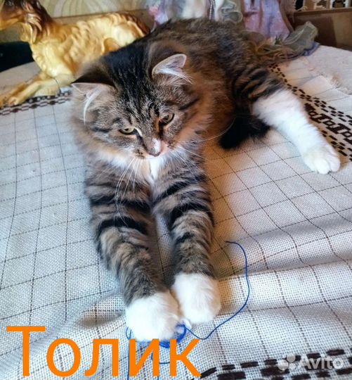 Кот и кот ищем передержку или дом