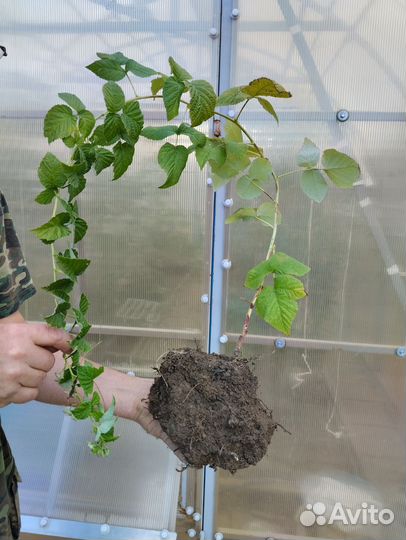 Сажанцы малины