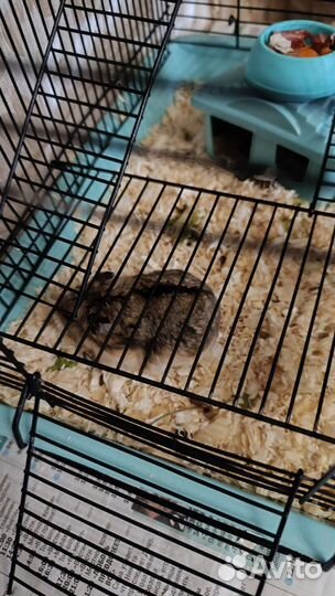 Клетка для хомяка