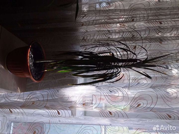 Пальма драцена