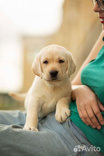 Лабрадор ретривер. Девочка. Питомник РКФ