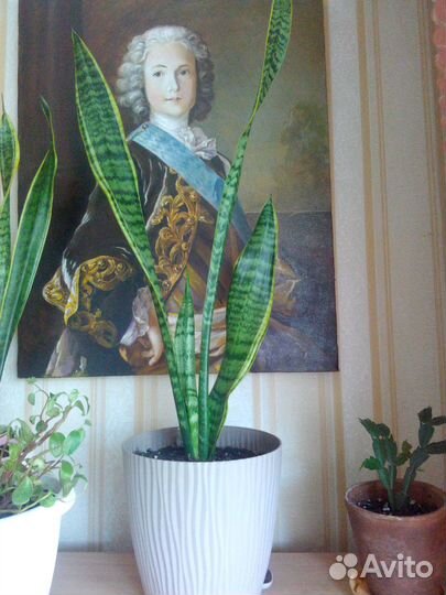 Сансевиерия Лауренти