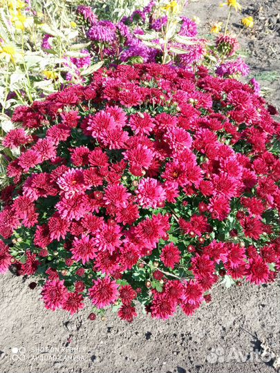 Хризантемы мультифлора