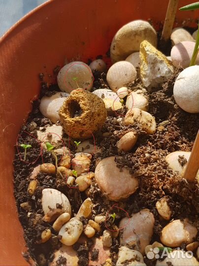 Семена лаванды крымской