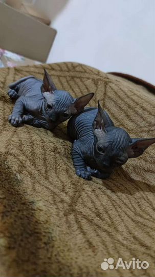 Канадский сфинкс котенок мальчики