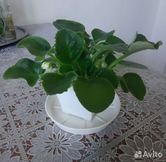 Фиалка белая цветущая в горшке 