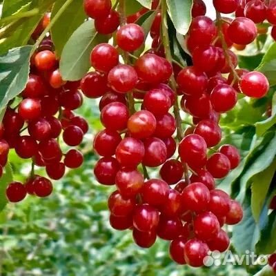 Черемуха Шуберта, Красная, Вергинская