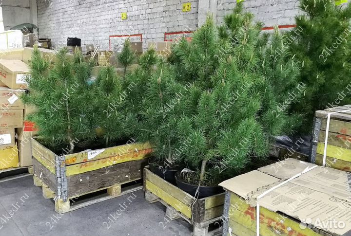 Саженцы кедра от производителя экстра класс