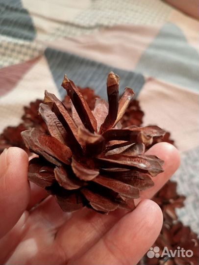 Шишки сосновые