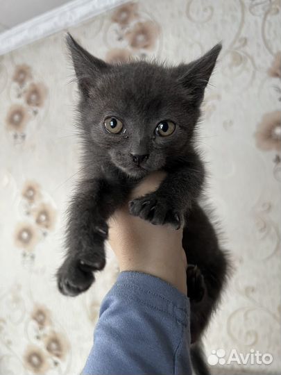 Кошка