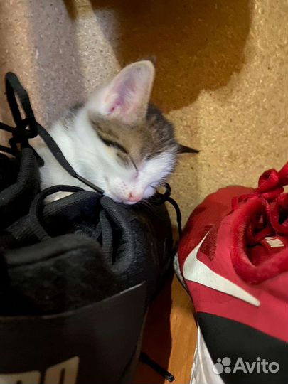 Котята в добрые руки бесплатно